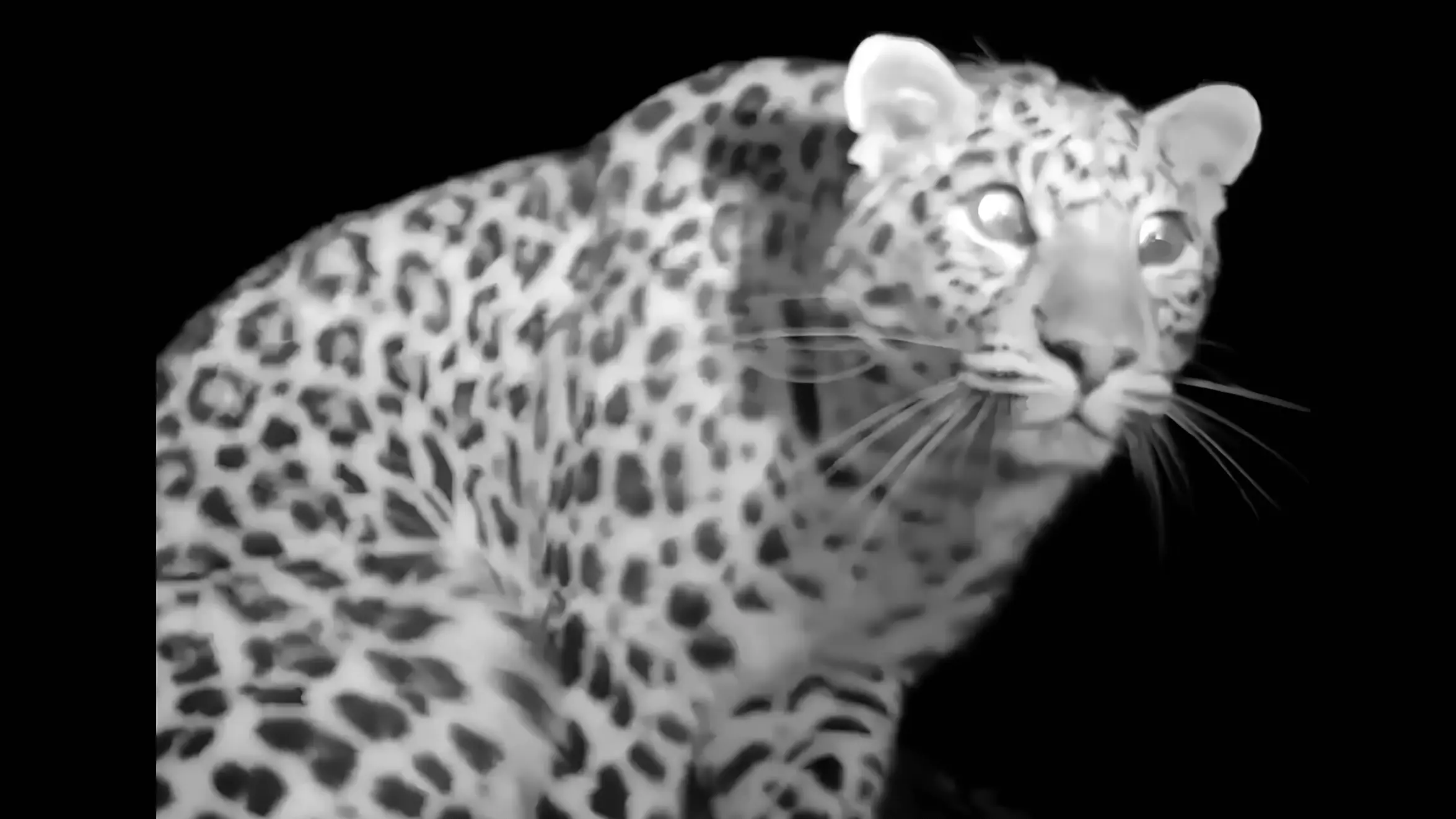 Любопытный леопард изумился, обнаружив фотоловушку в нацпарке в Приморском крае