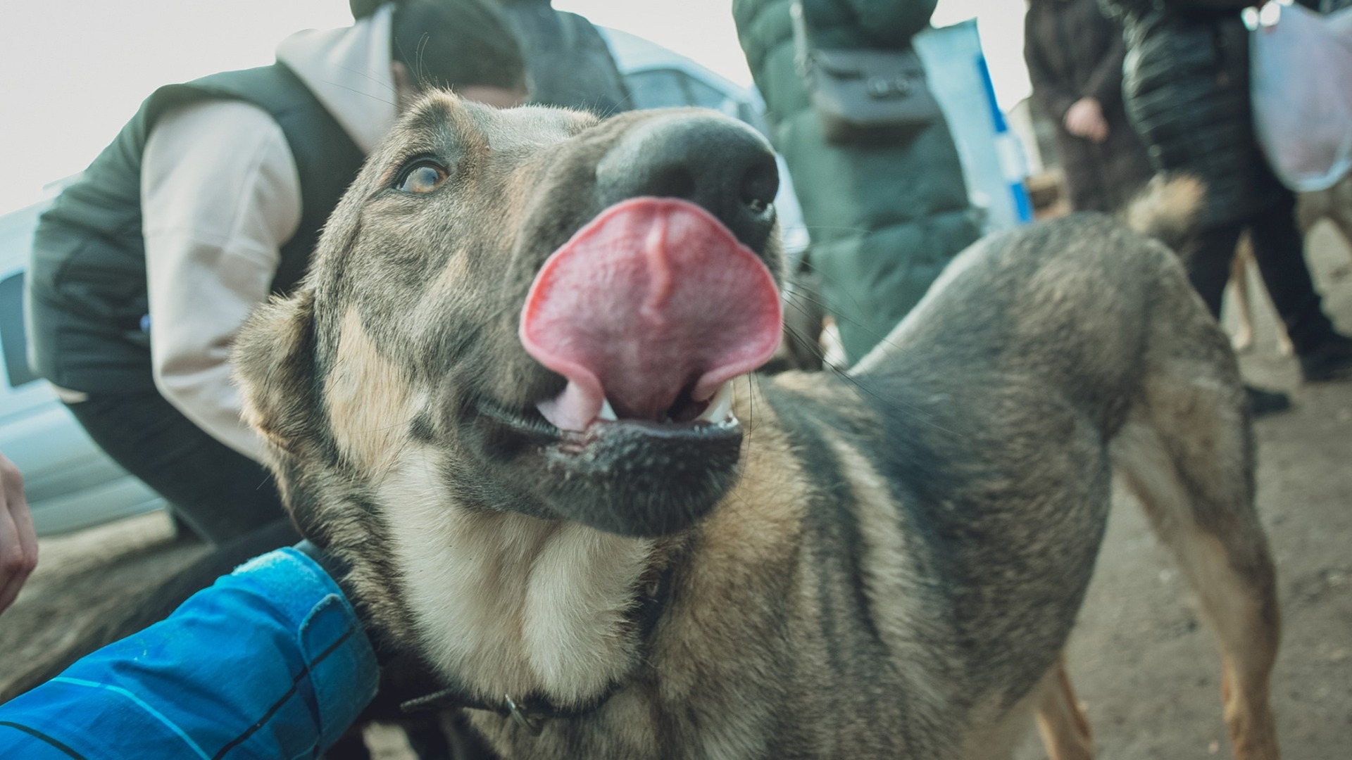 Жители Владивостока осудили причастных к трагедии с собакой во Владивостоке