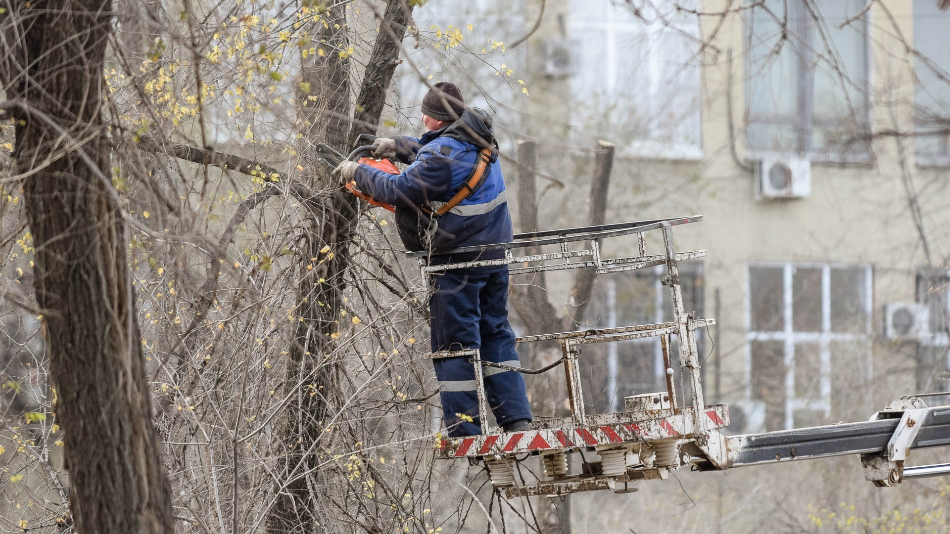 Сухое дерево упало на дедушку во Владивостоке