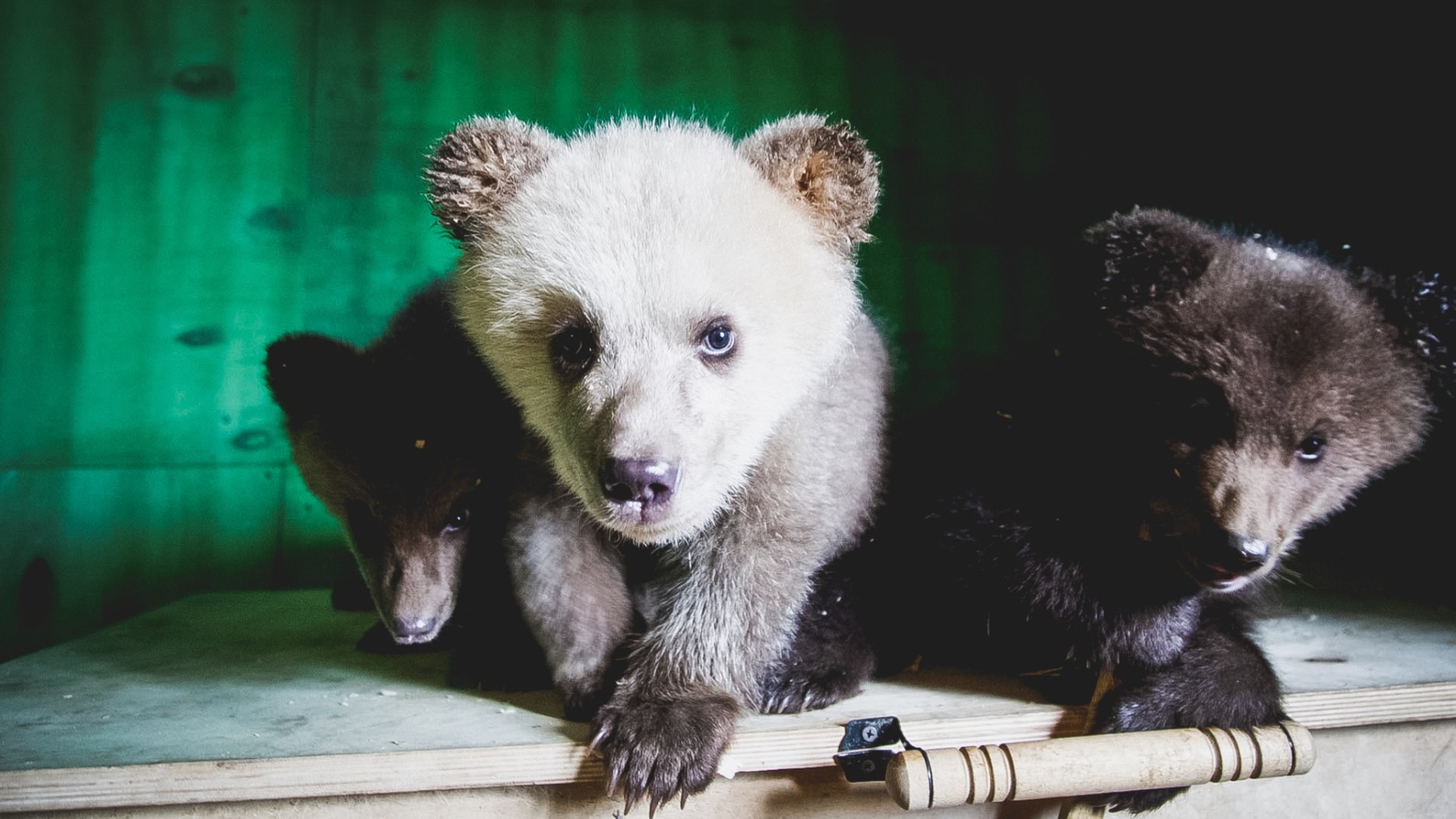 Медвежата-сироты подружились в центре «Тигр» в Приморье
