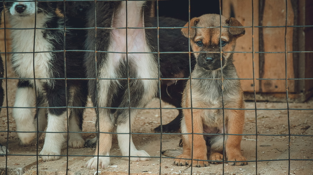 Собачье сердце: когда во Владивостоке не будет уличных животных