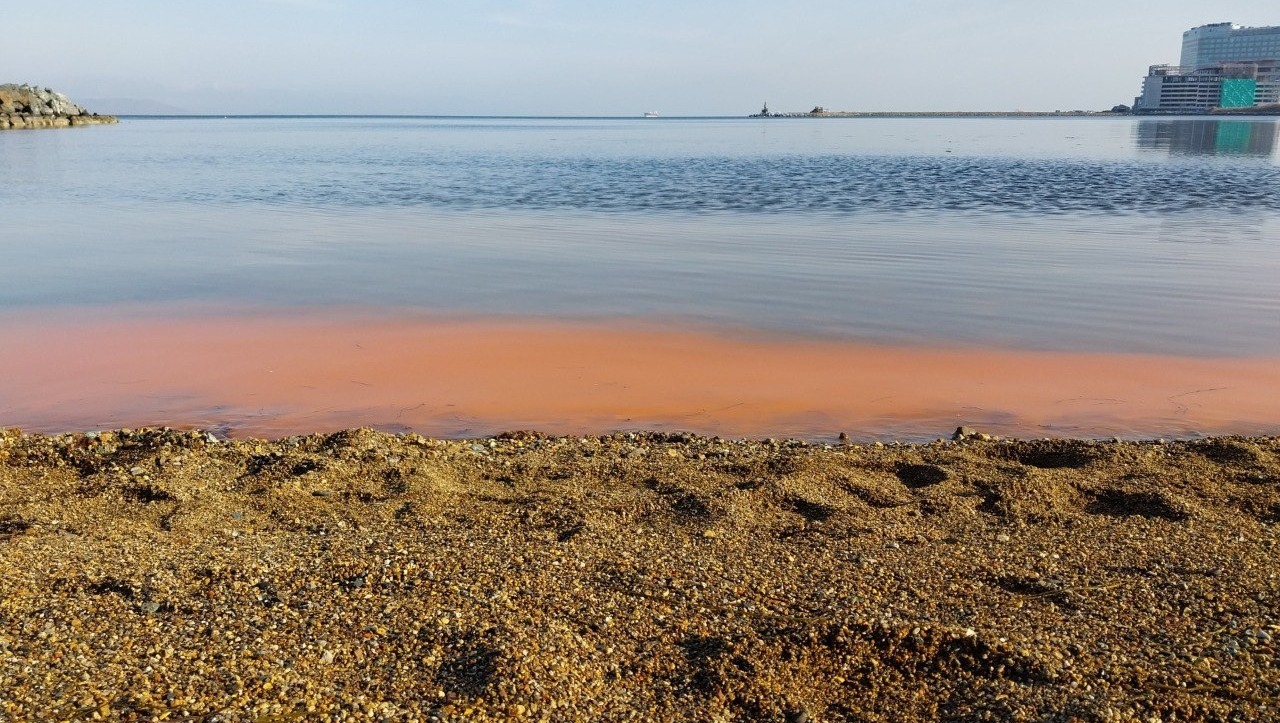 Загадочное «волшебство» изменило цвет воды на побережье Владивостока
