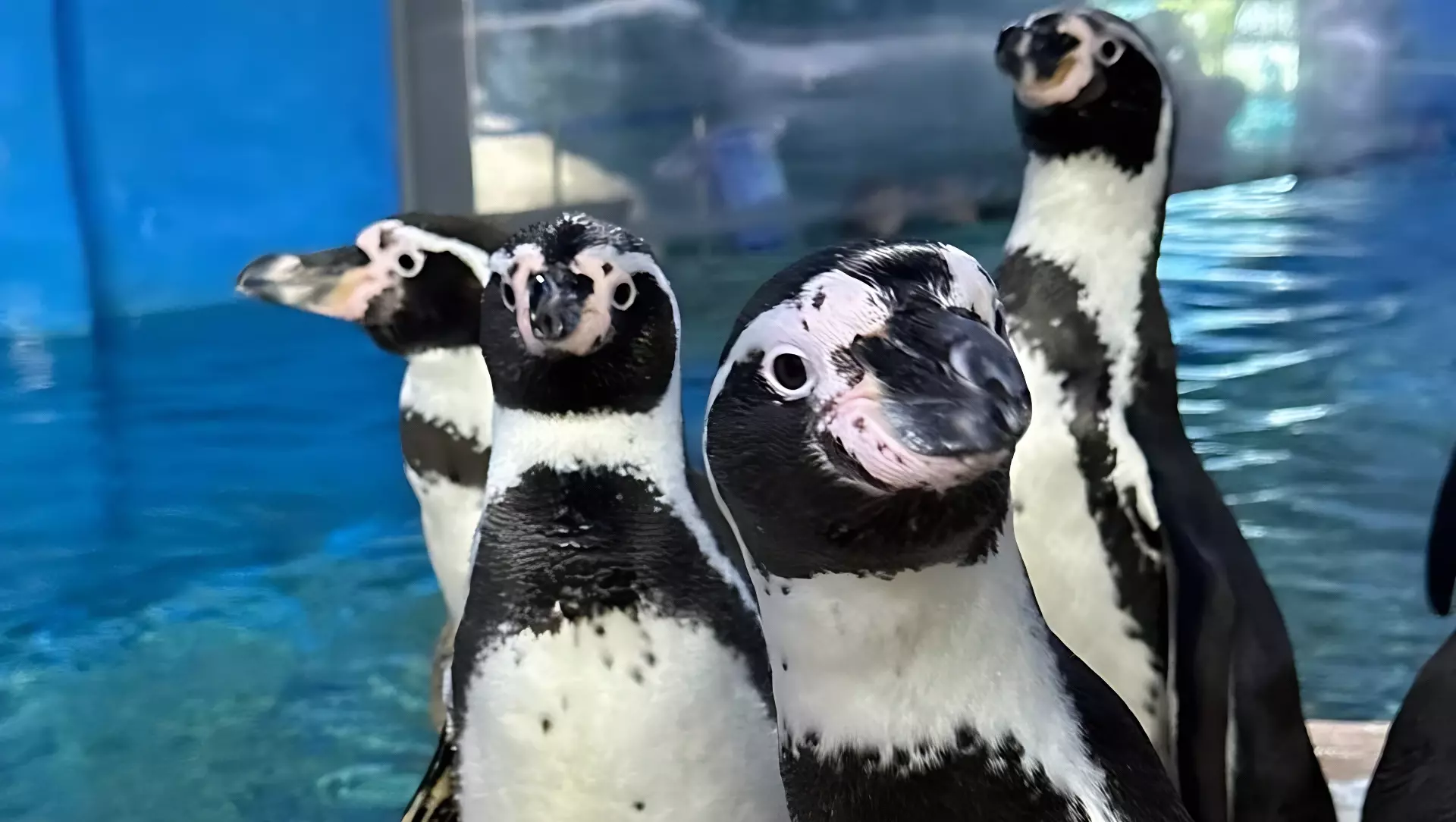Пингвины Гумбольдта ожидают потомство в Приморском океанариуме