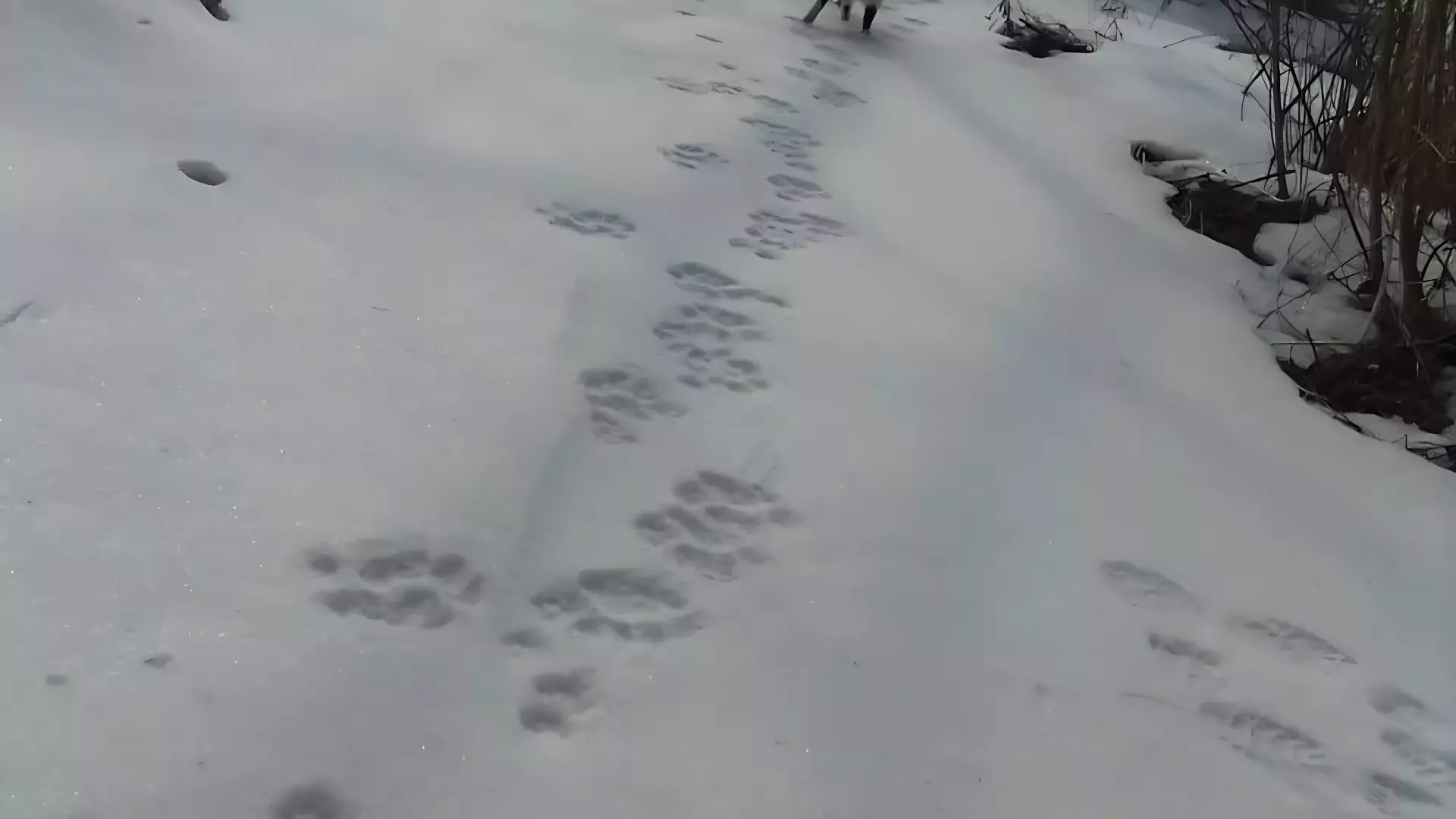 В Приморском крае развивается ситуация с появлением тигра в одном из сёл