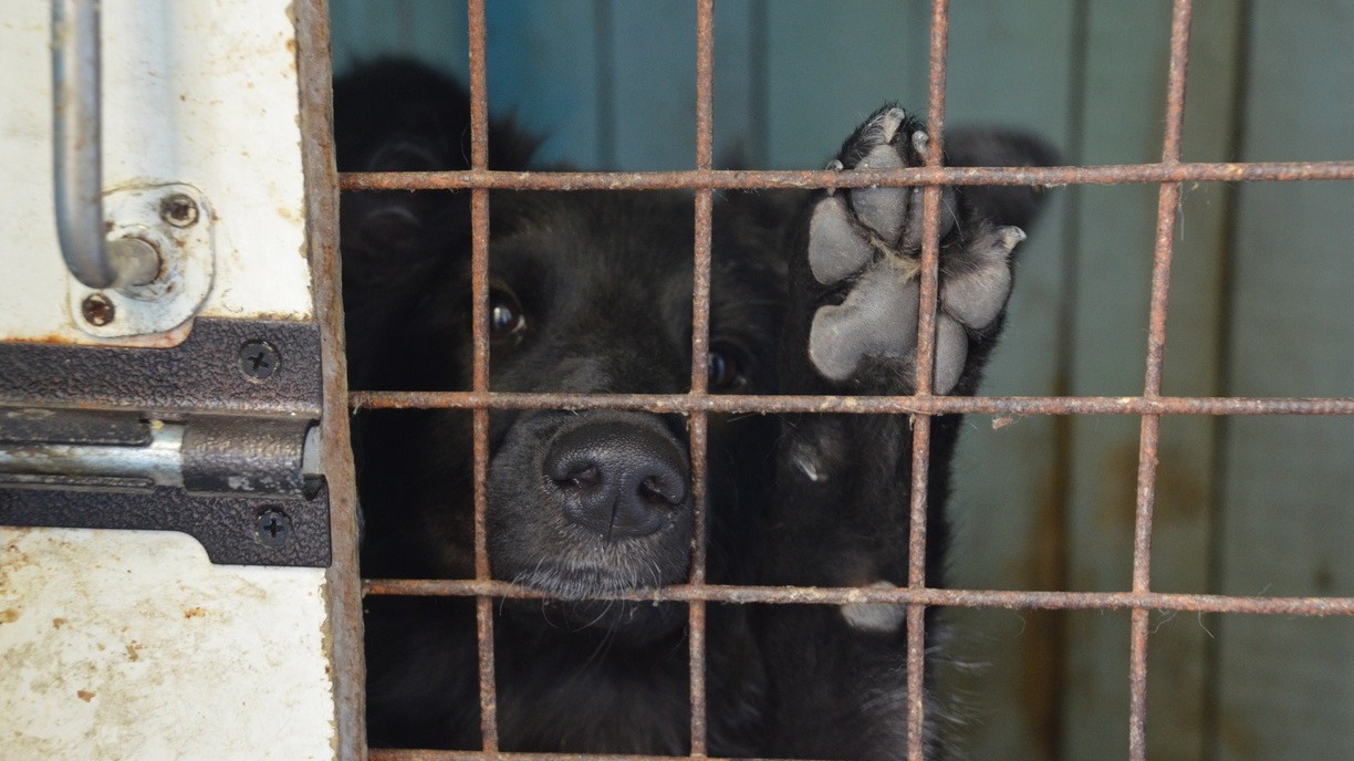 «Скулит и лает два дня»: Собаку бросили запертой на балконе во Владивостоке?