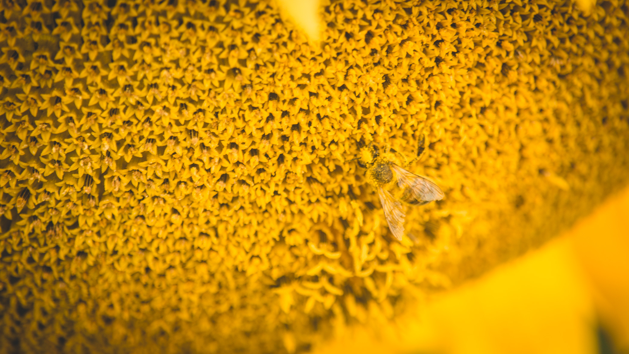 Фестиваль меда состоится в День пчеловода в Приморье