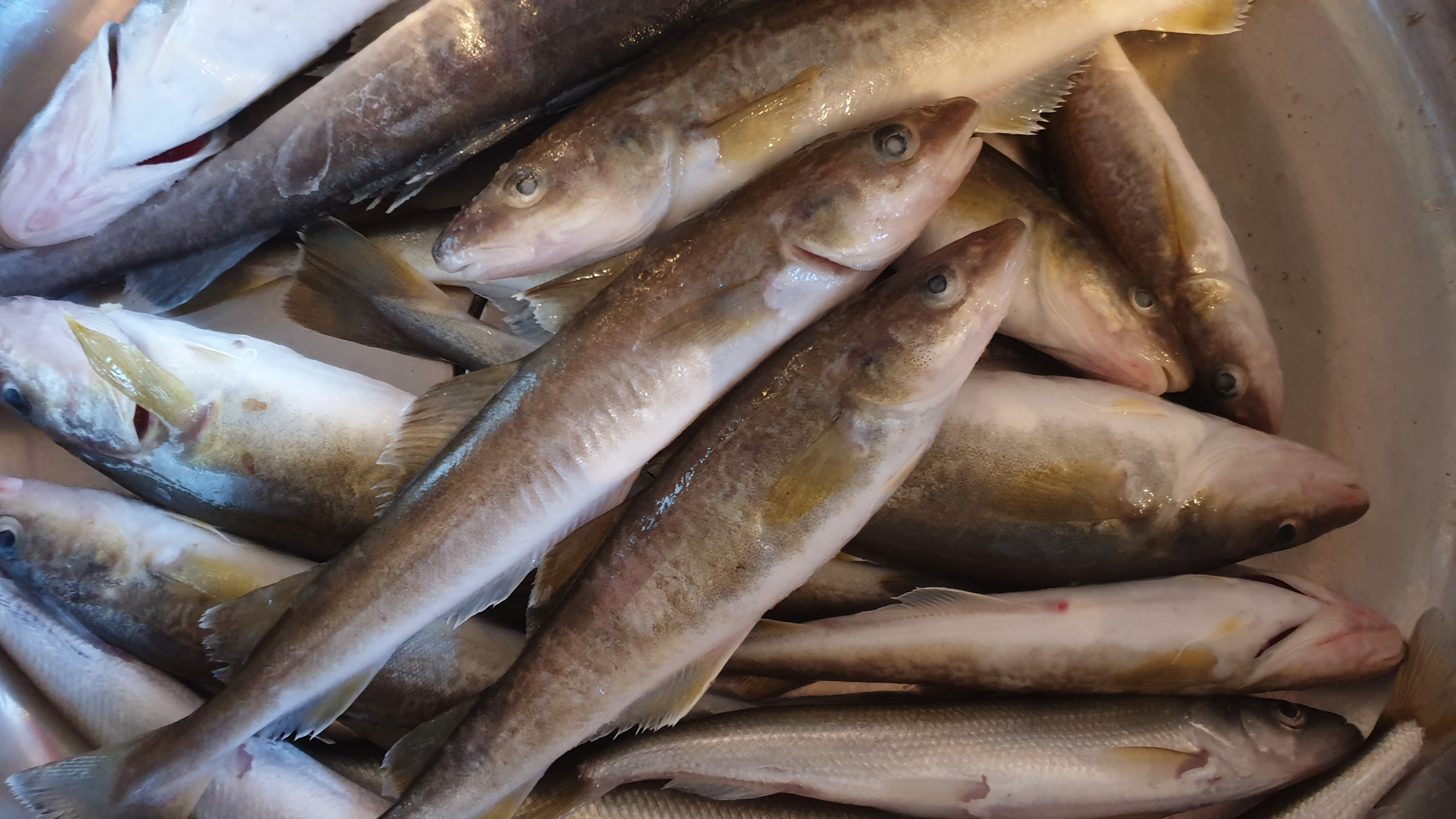 Свыше 35 кг рыбы изъято у нелегальных продавцов в Тюмени