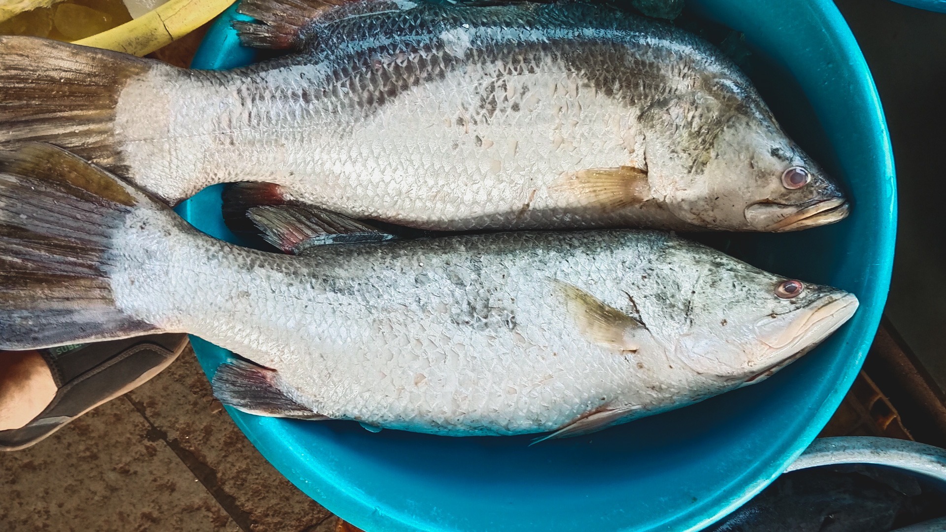 Дальневосточная рыба оказалась не по зубам рыбакам — видео