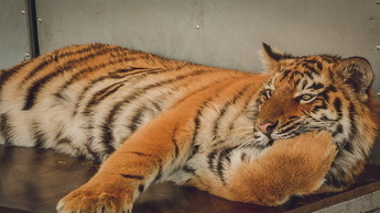Всё о тигре и леопарде: уникальный музей откроют в Приморье