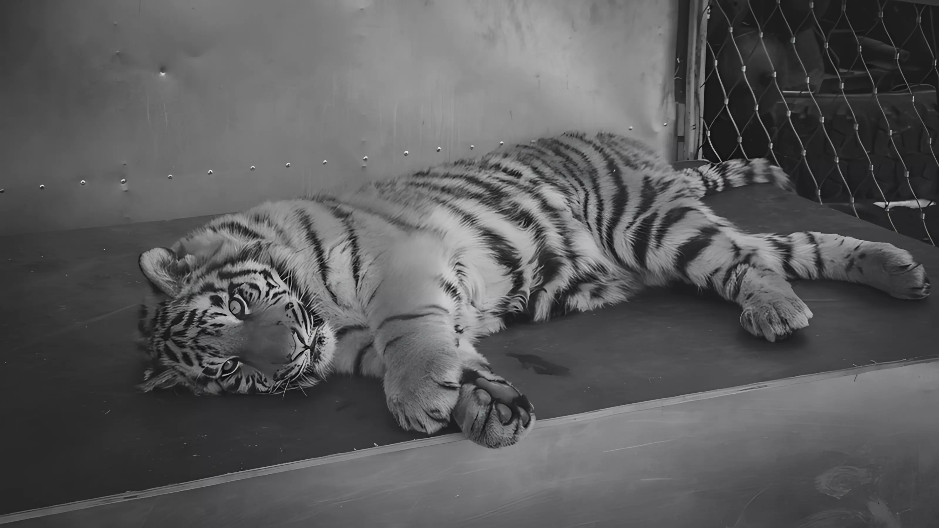 Жительница Приморья распространяла слухи о нападениях тигров