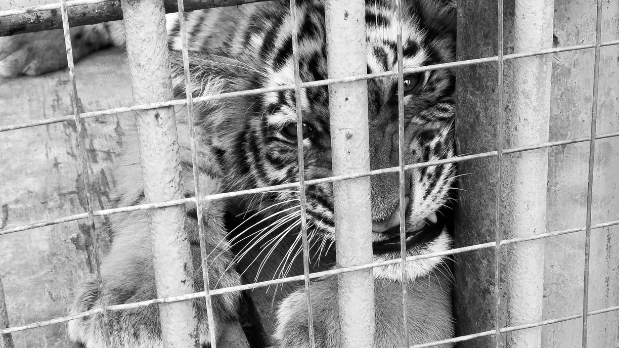 Тело сбитого в Хабаровском крае тигра отправили на экспертизу в Приморье
