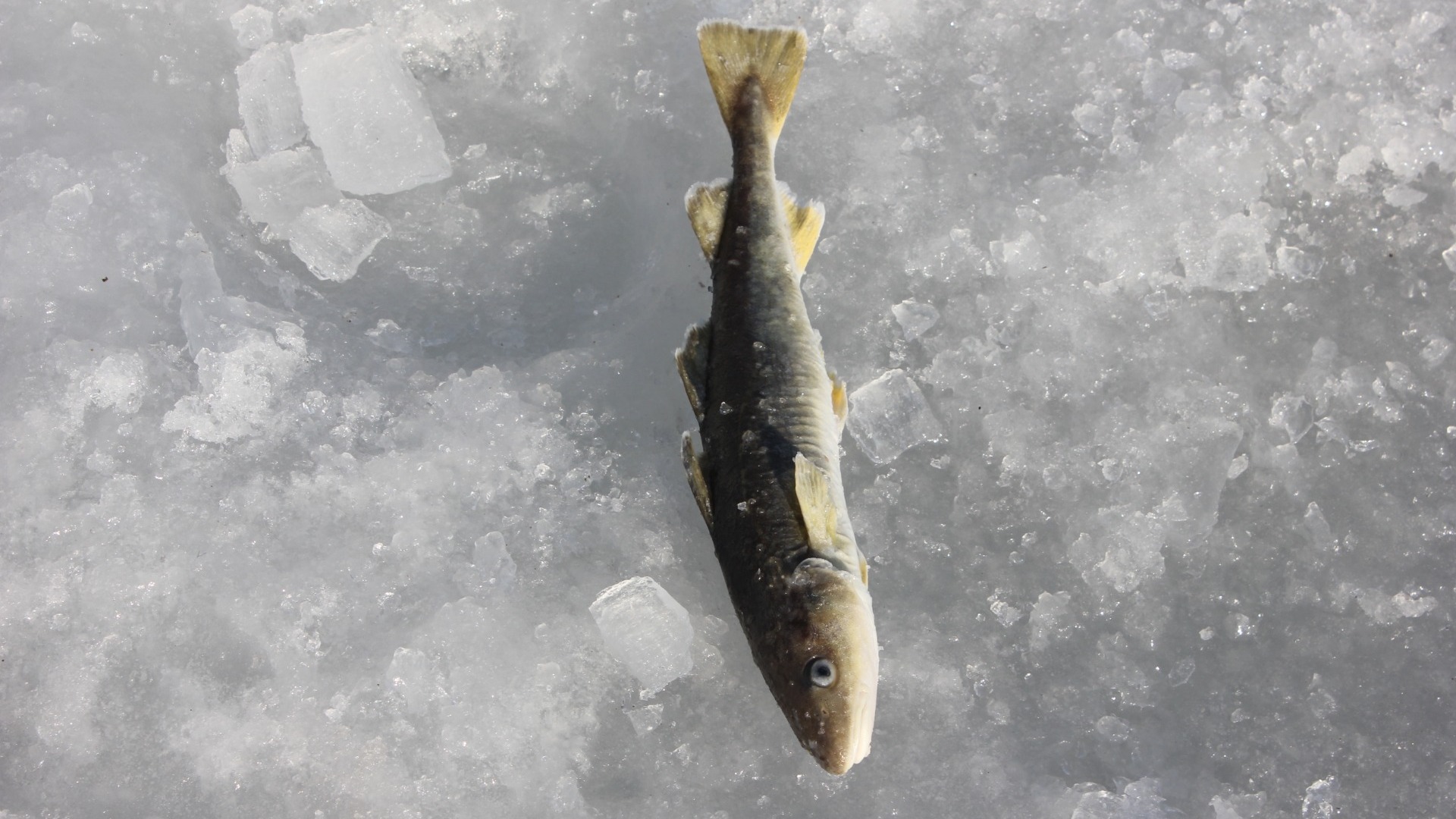 Любители острых ощущений продолжают рыбачить на льду вблизи Владивостока