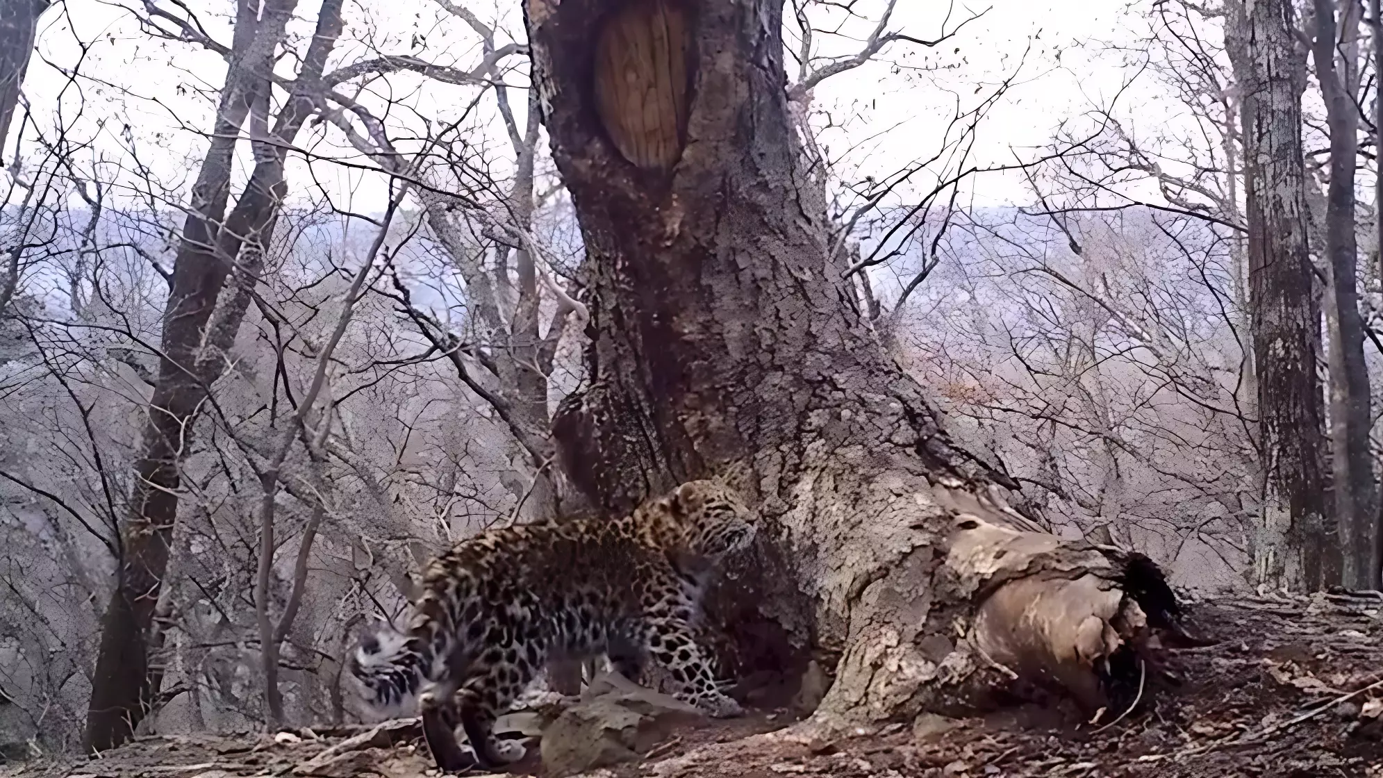 Котёнок леопарда устроил игру в прятки в нацпарке в Приморском крае