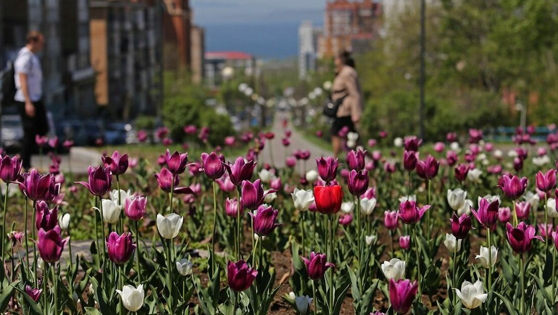 Весна уже близко: где и когда появятся первые цветы во Владивостоке