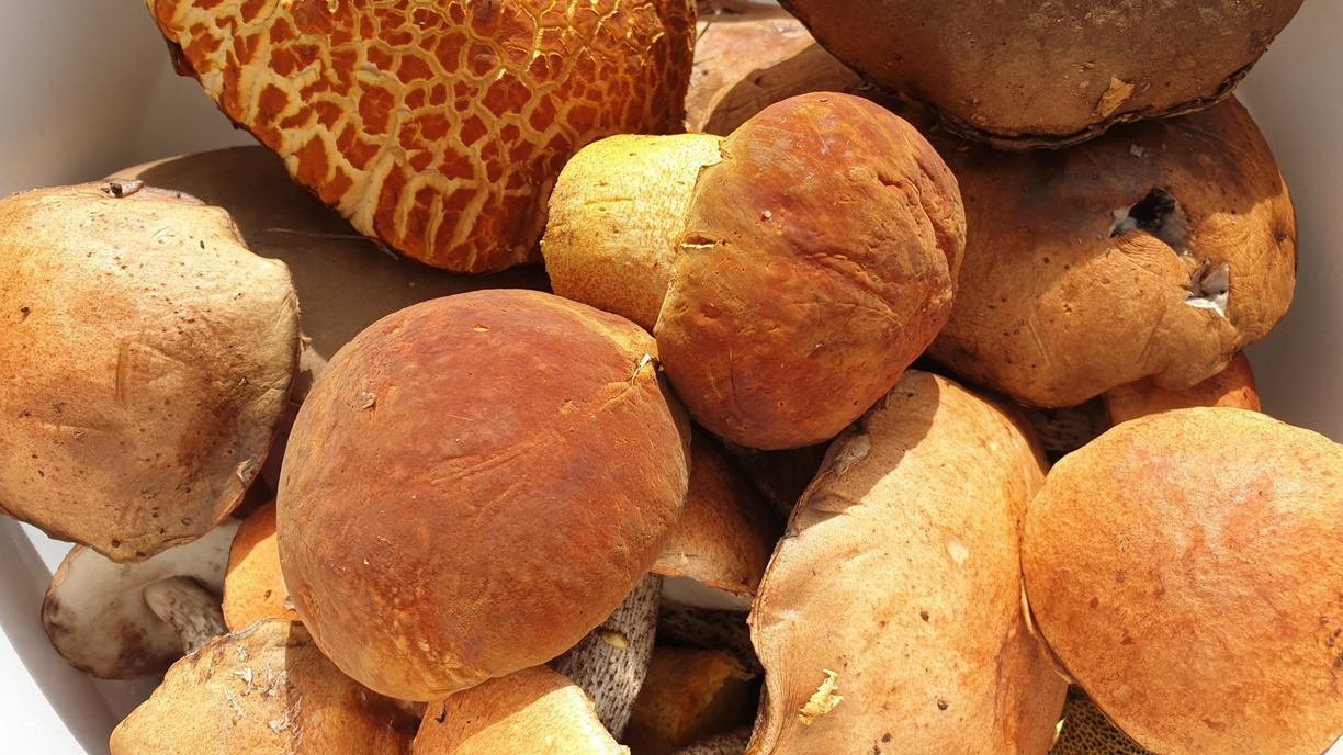 Какие грибы стоит оставить в лесу? Классификация «тихой добычи» для жителей Приморья