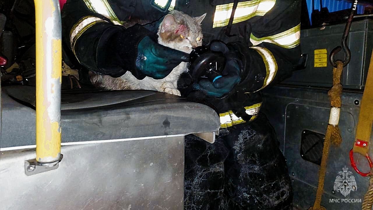 Пожарный спас жизнь кота, пострадавшего от большого пожара в Приморье