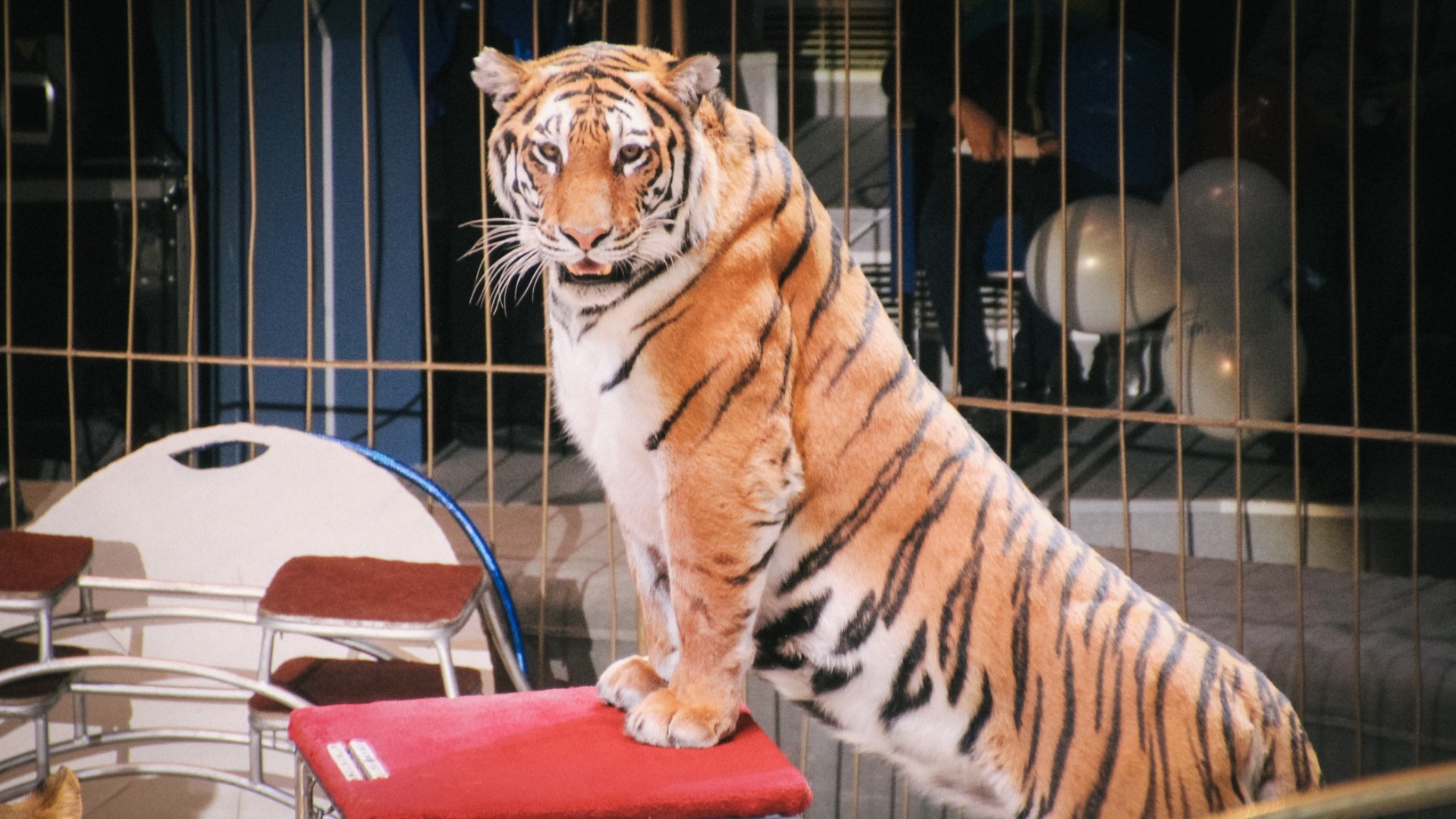 Международный день тигра отметили в Приморском крае