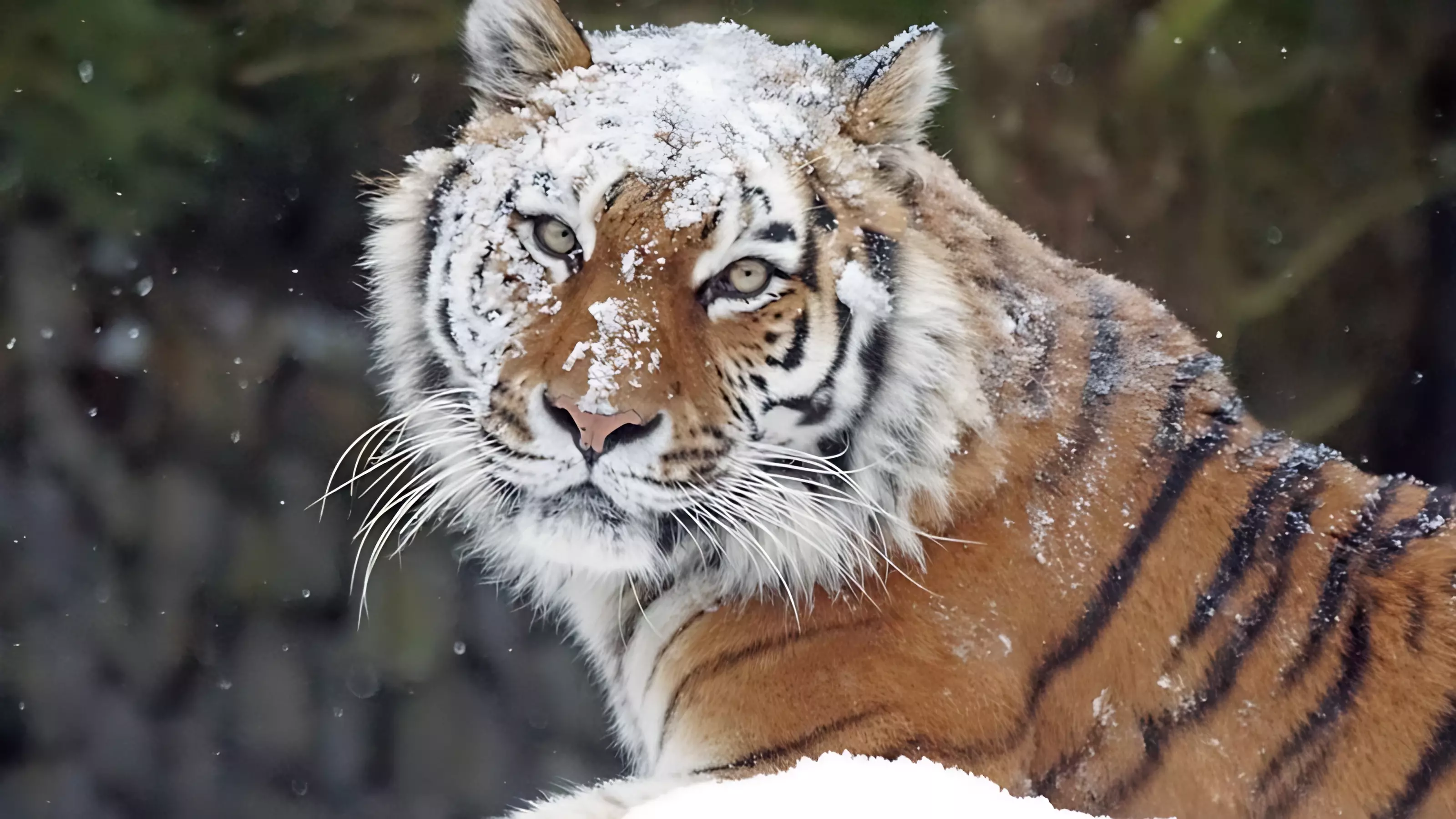 Тигр разгуливает как ни в чём не бывало неподалёку от Владивостока — видео