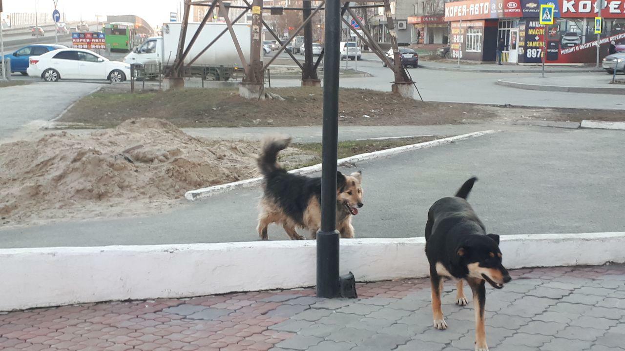 Во Владивостоке выбрали компанию по отлову бродячих собак