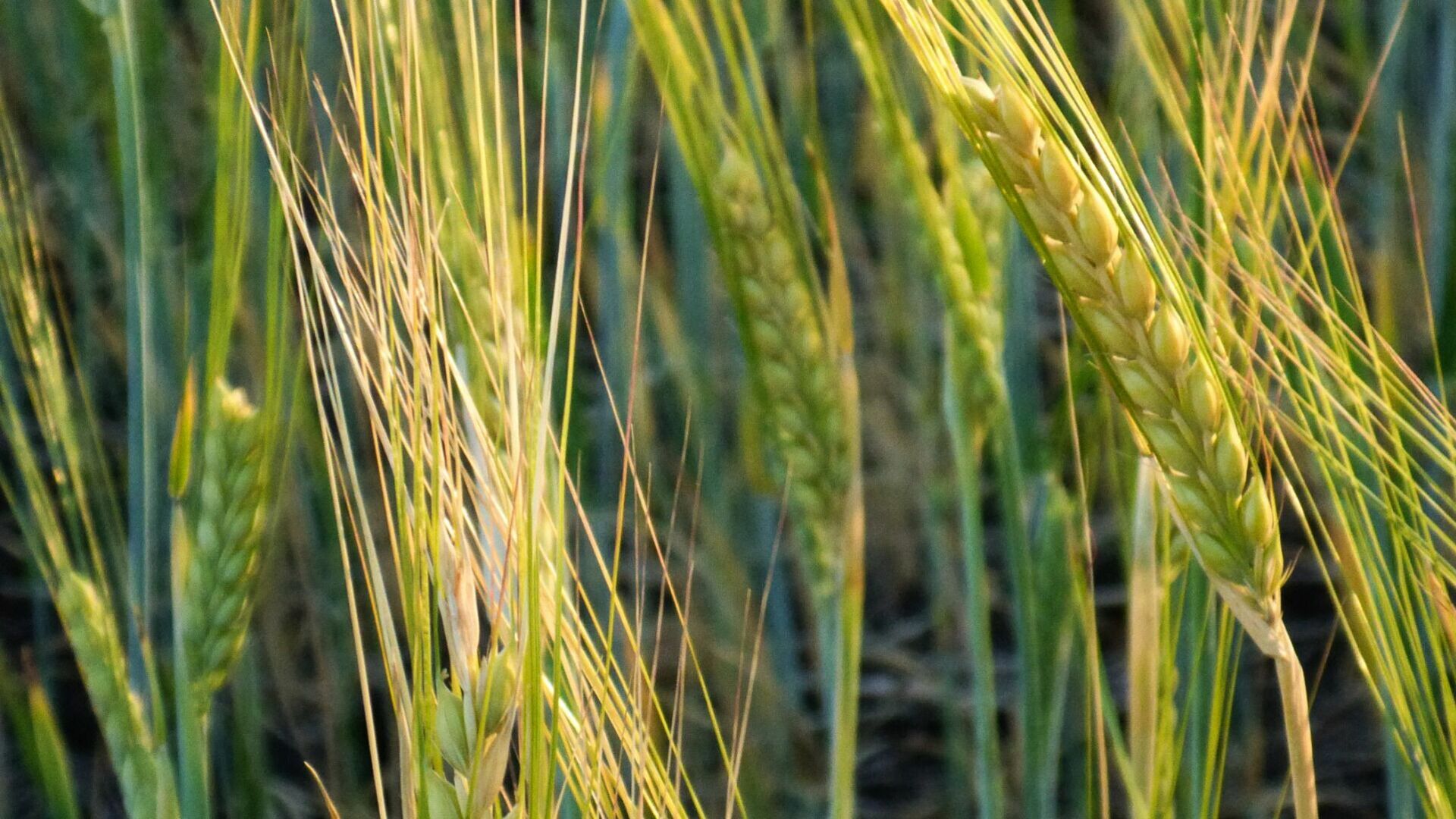 Глава Артёма отметил рост посевов и урожайности в прошедшем году