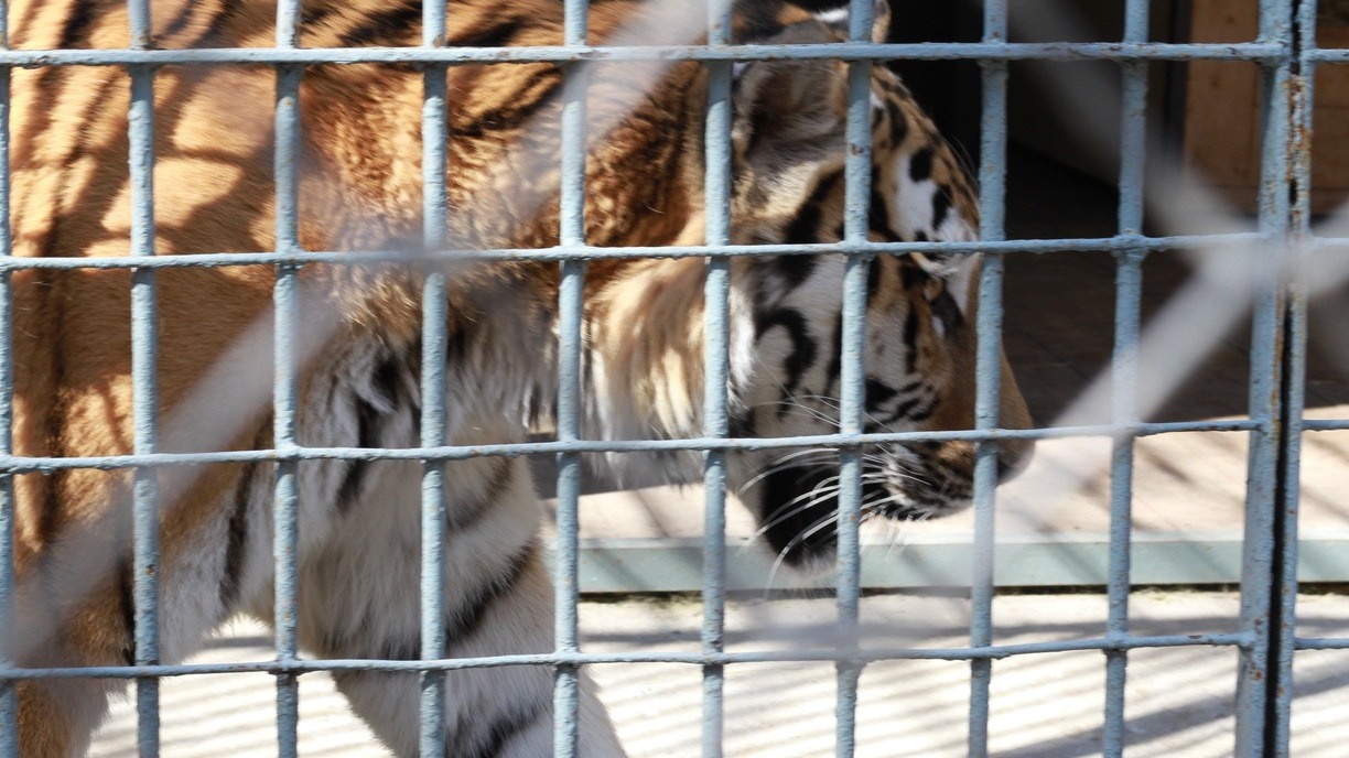 Приморский тигр осваивается в новом доме в Ленобласти