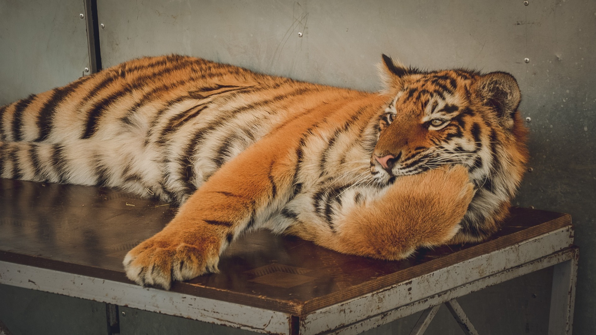 В Приморском крае тигр загрыз жеребёнка на вольном выпасе