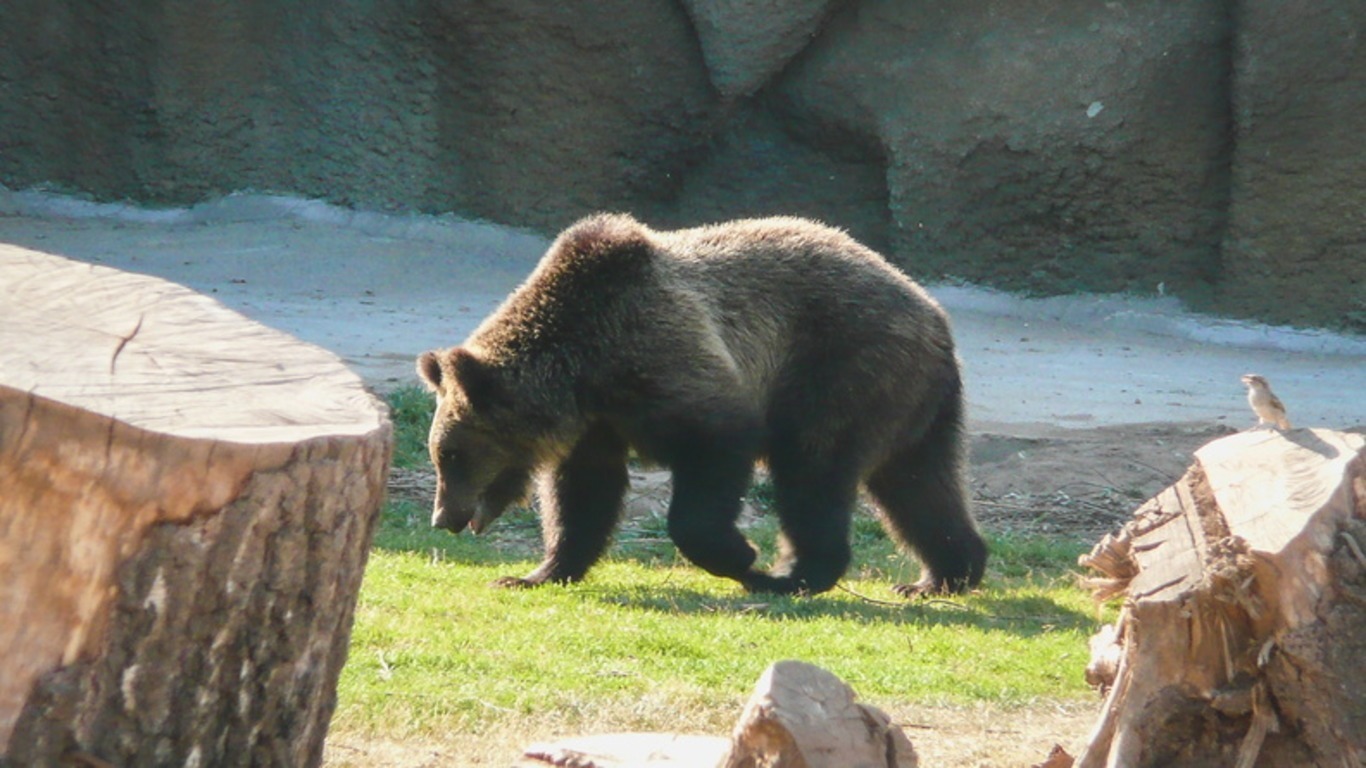 Медведь с бидоном на голове снова попал на видео в Приморье