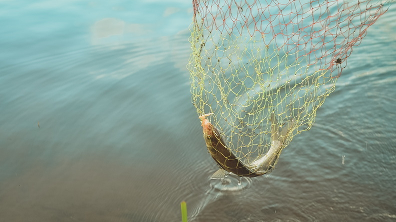 Нерест лосося: приморские пограничники усилили контроль за реками