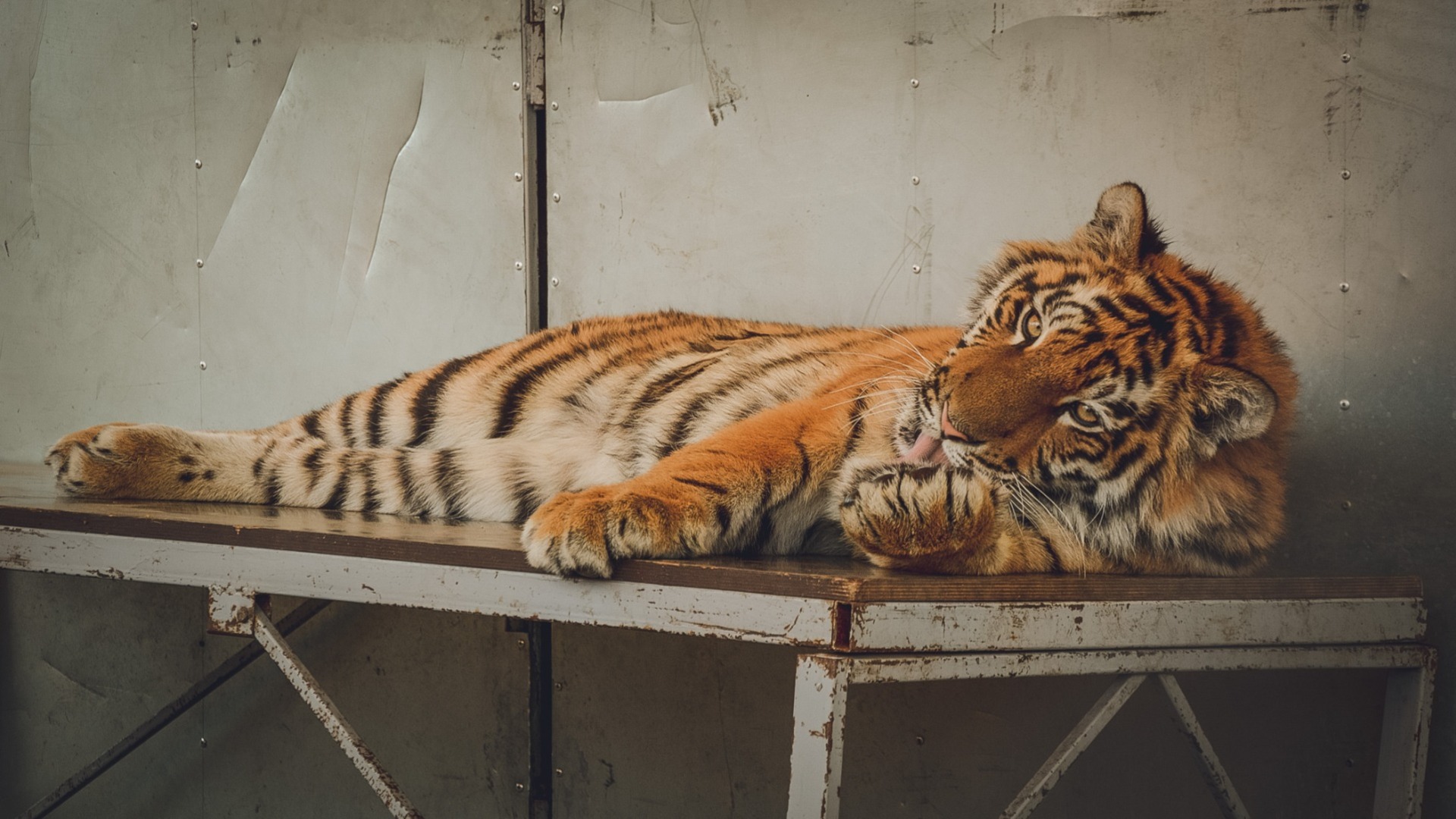 Жители России выбрали имя для тигра с Дальнего Востока