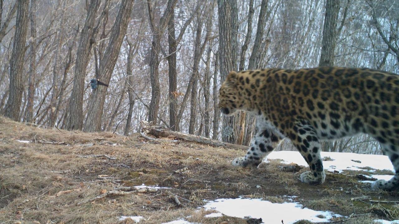 Дальневосточный леопард получил очень спортивное имя в Приморском крае