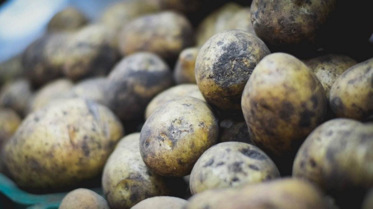План по посадкам картофеля в Приморском крае практически выполнен