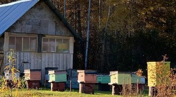 Накормим соседей: приморский мёд планируют экспортировать в КНР
