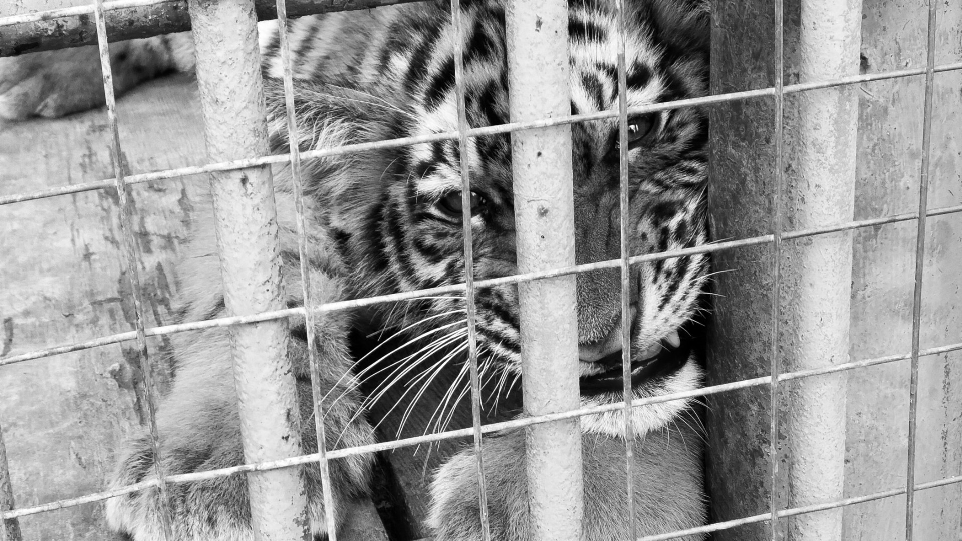 Сразу два: тигры пришли к людям в Приморье