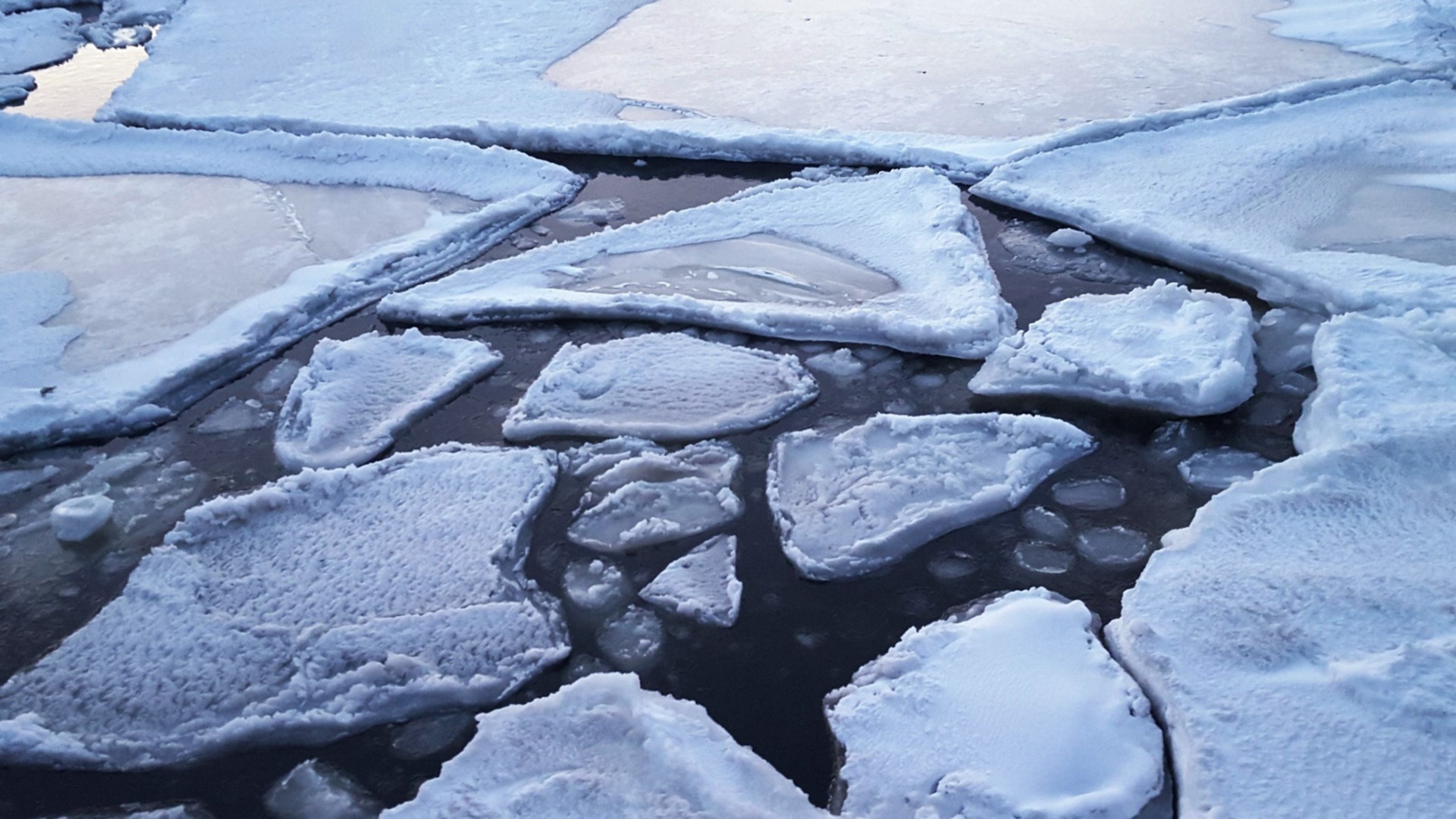 Захватывающую картину с мормлеками на тающих льдинах увидели жители Владивостока