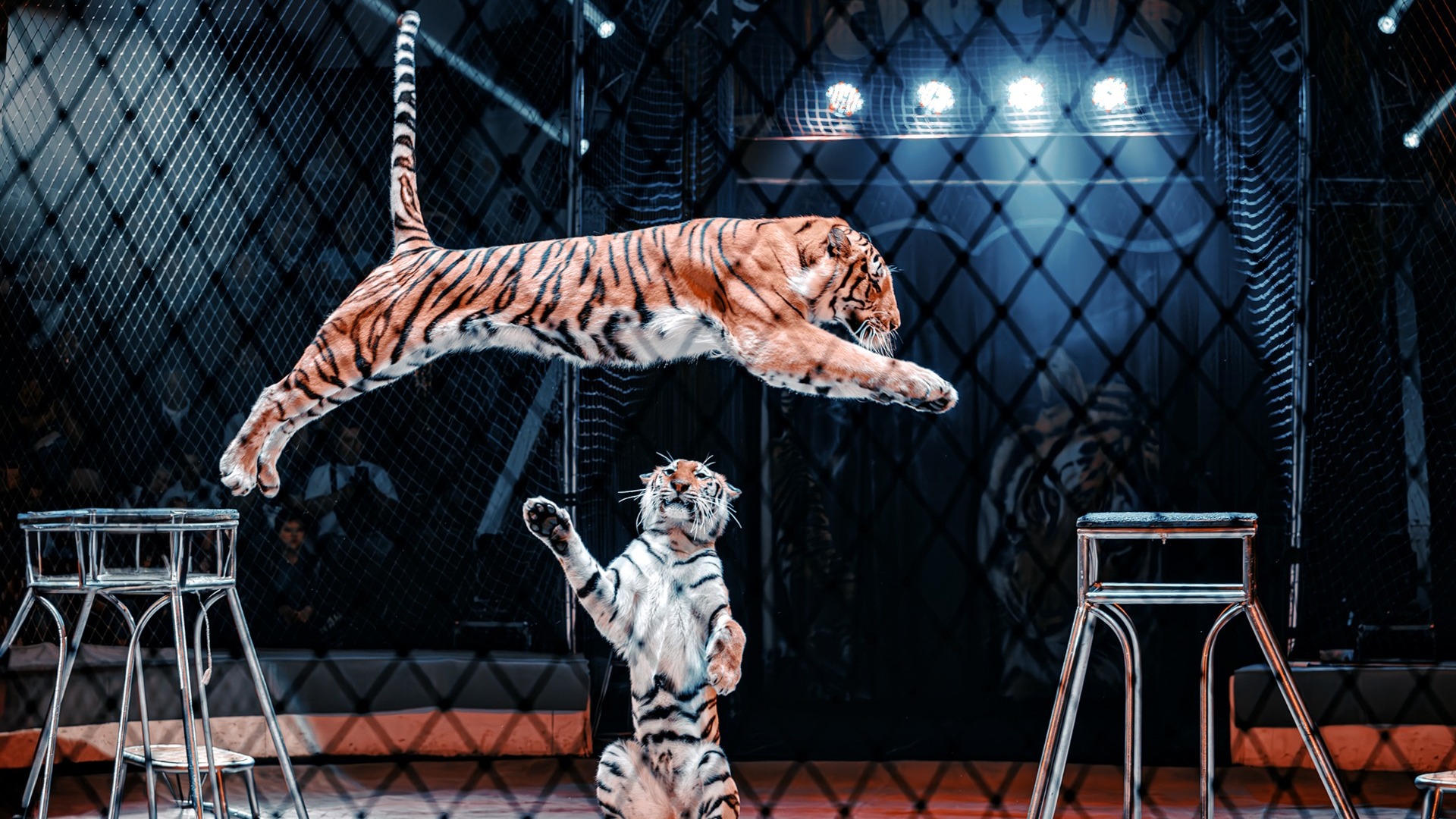 Премьера цирковой программы «Тигры на земле и в воздухе» прошла во Владивостоке