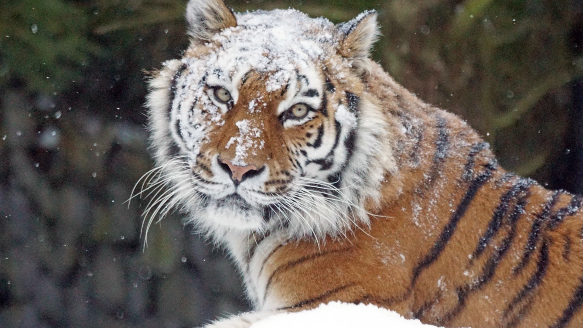 Людей не боятся: семейство тигров показало жителю Приморья, кто тут «хозяин»