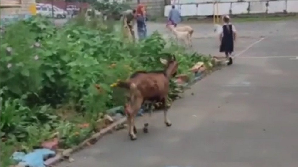«За козла ответишь»: дети из Владивостока нашли себе необычных «друзей»