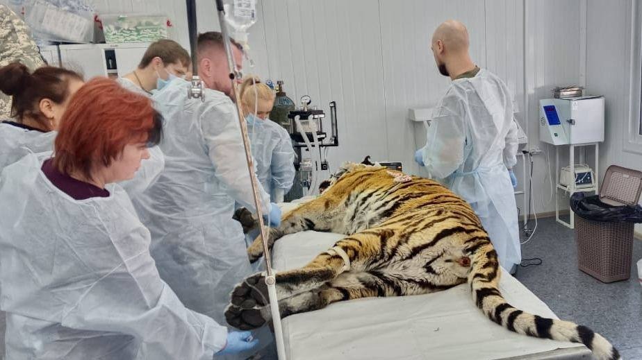 Тигрицу успешно прооперировали в Приморье