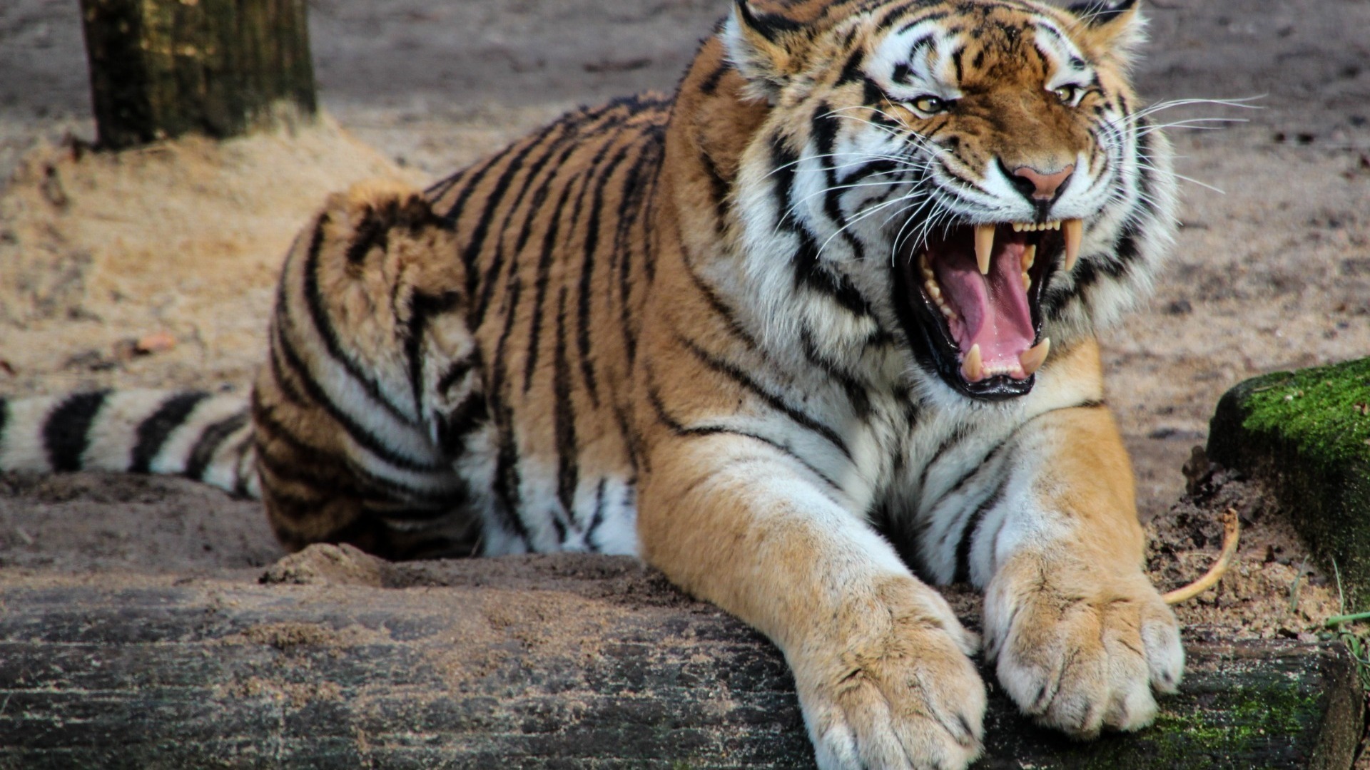 Кровожадный тигр напал на девушку в Уссурийске