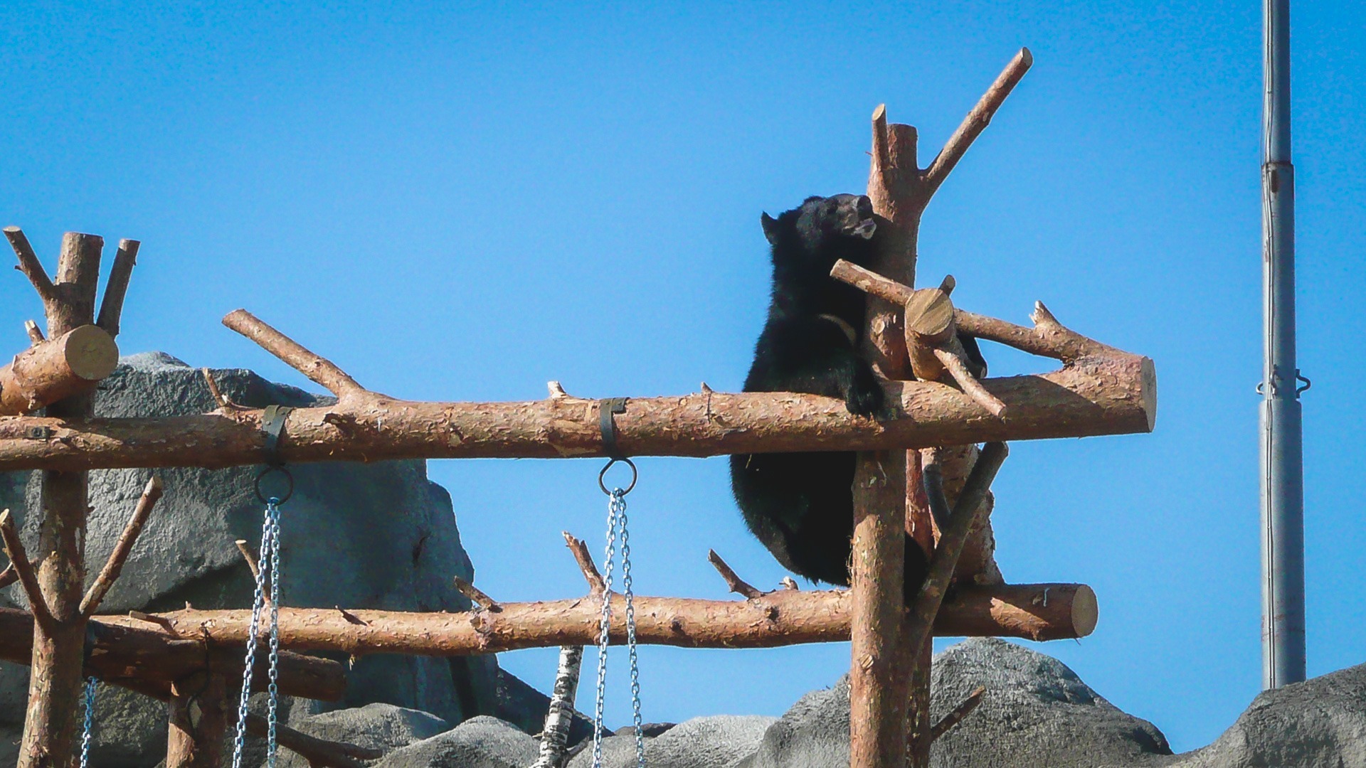 Еще один медвежонок попал в реабилитационный центр в Приморье