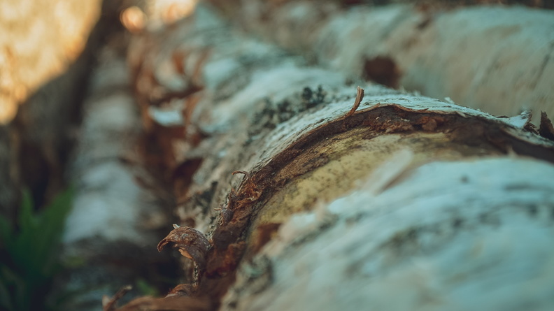 «10 лямов»: в Приморье возбуждено уголовное дело о незаконной рубке леса