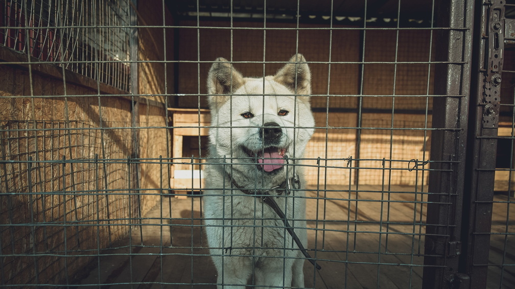 Как решается проблема с бездомными животными во Владивостоке?