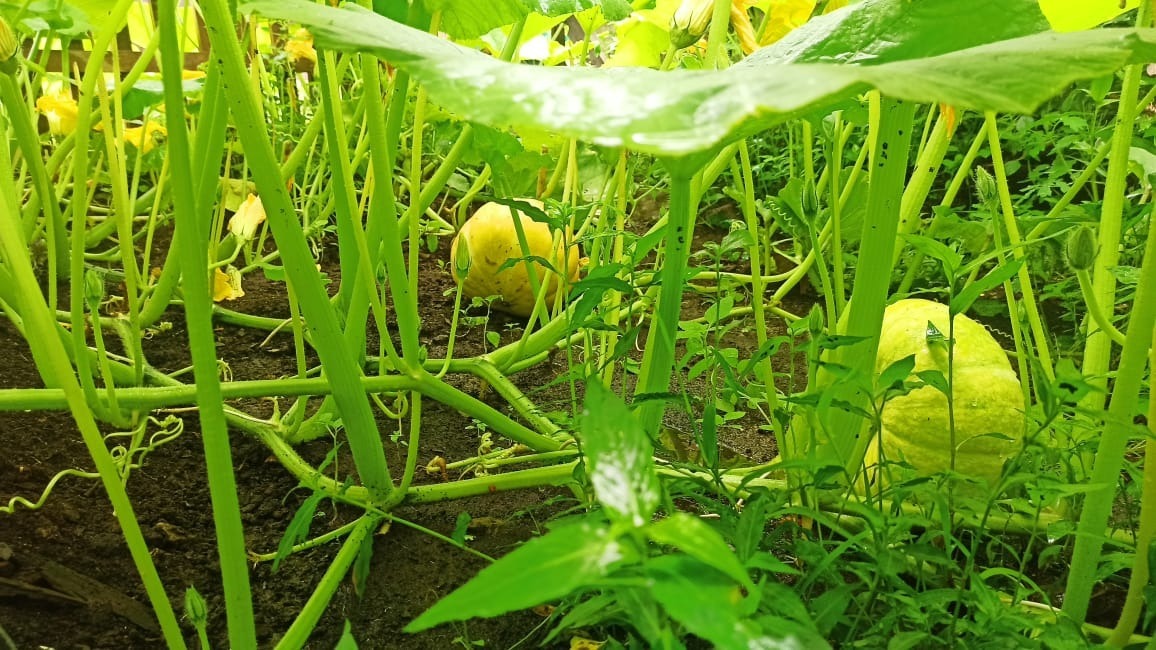 Прут, как на дрожжах: дачники раскрыли секрет хорошего урожая в Приморье