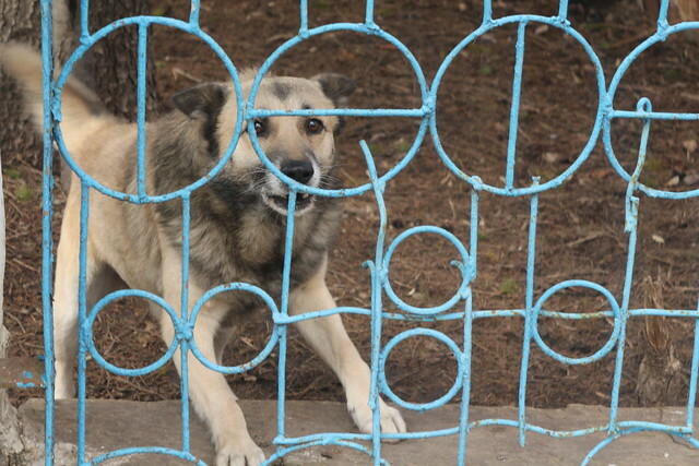 Собака загрызла сторожа во Владивостоке