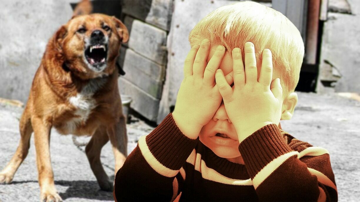 «Кошмар на улице Сипягина»: в районе Владивостока живут собаки-убийцы?