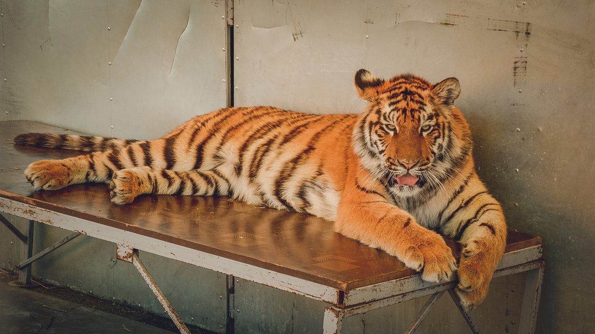 «В зоопарк повезли»: тигра в кузове грузовика сфотографировали в Приморье
