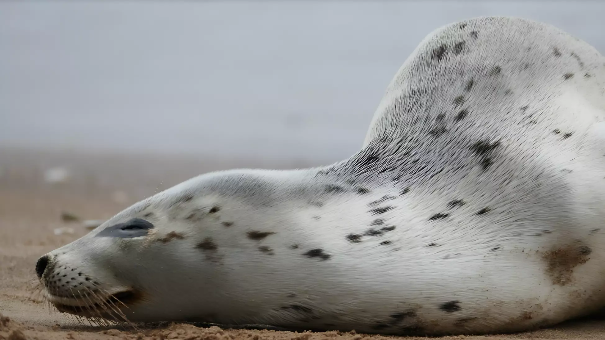 Изувеченного тюленя спасли в Приморском крае