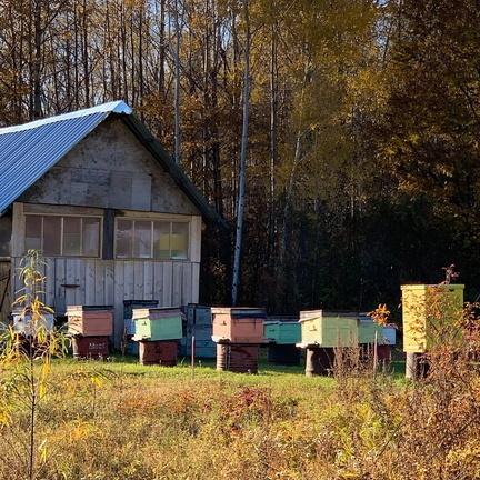 Приморский мёд отправится в Китай