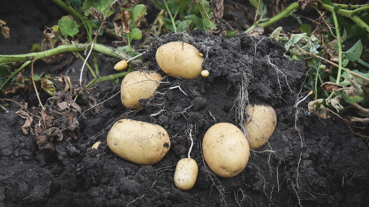 Антисанкции: в Хабаровском крае в два раза увеличили посевные площади под картофель