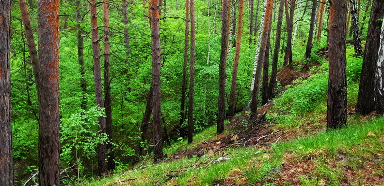 Транснациональное преступное сообщество попалось на контрабанде леса в Приморье